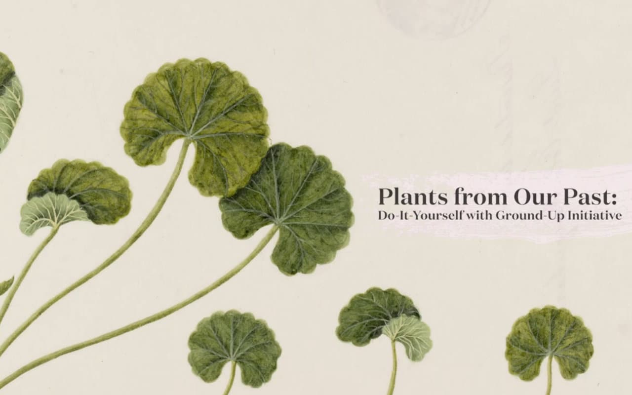 plants-from-our-past