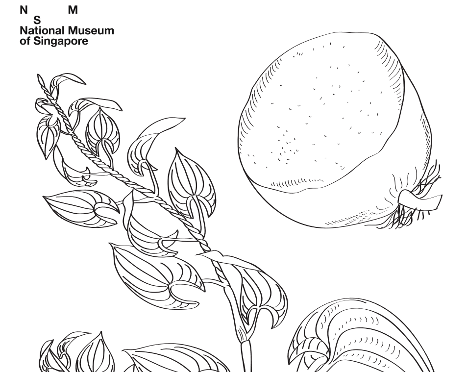 farquhar-natural-history-drawings